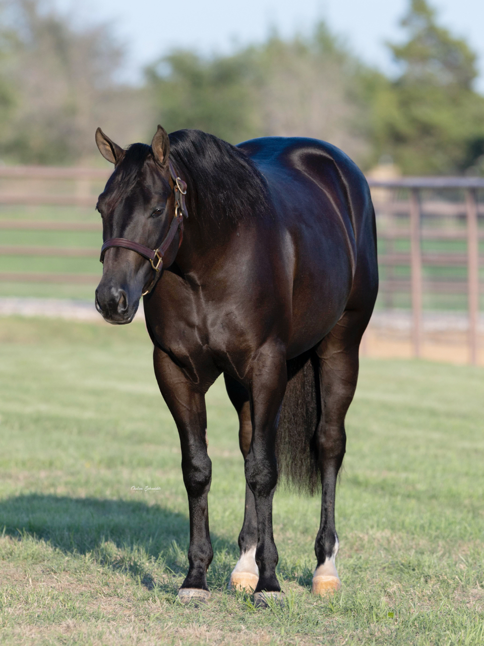 Greatest-Showman-1(Blacky)