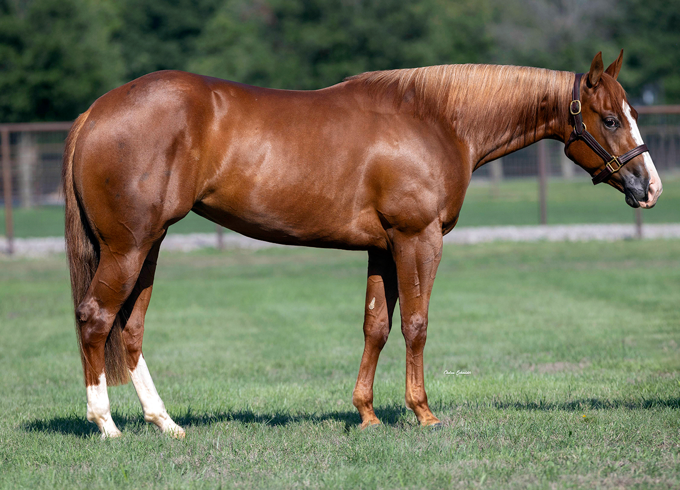 Sally-sold-1