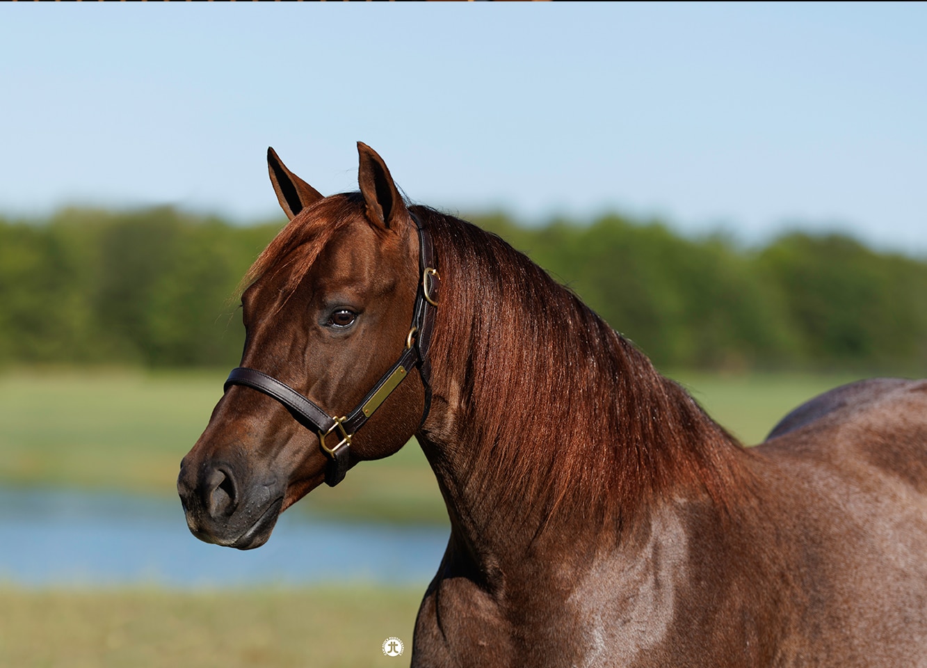 Rona-(Chic-Dreamn-Whizard)1