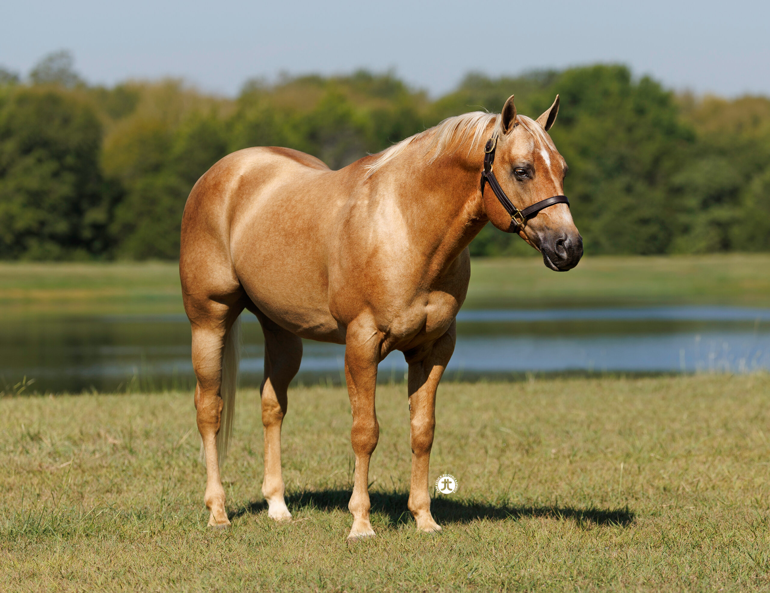 Snip-O-Lution-3-4-Profile-Crop-XCS-Ranch-Stallions-Misc-03428-9-23-web