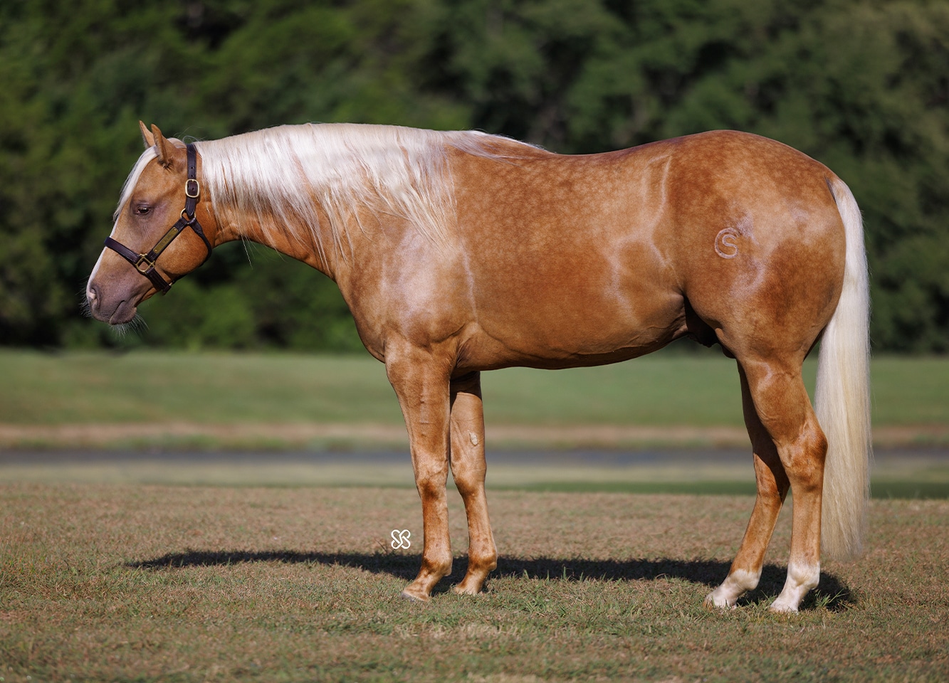Two Year Olds | XCS Ranch