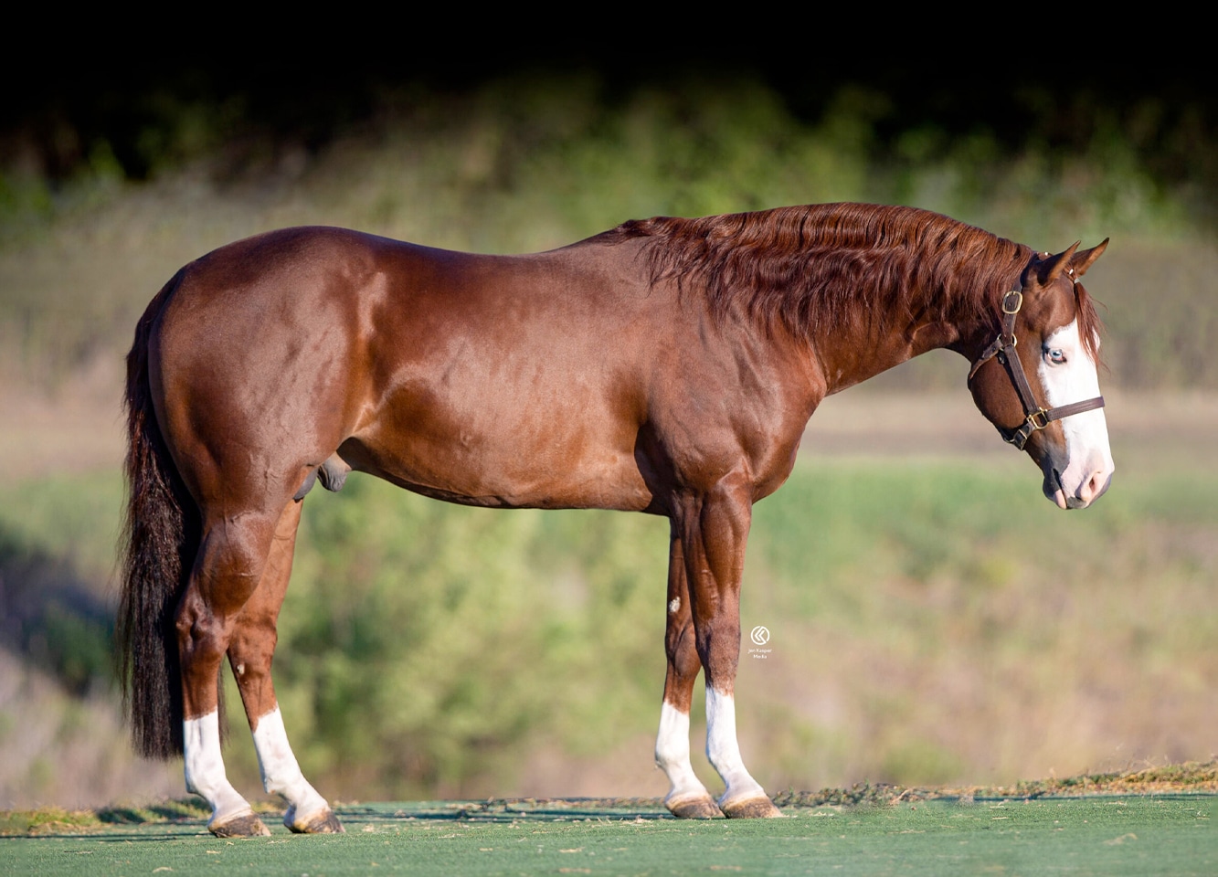 downrightamazing-Quer