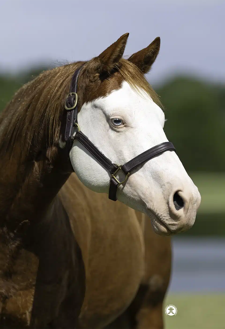 lil sugar gun-quer-bp_hoch