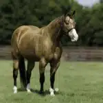 SNIP O CHEX-new