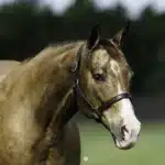 SNIP O CHEX-new